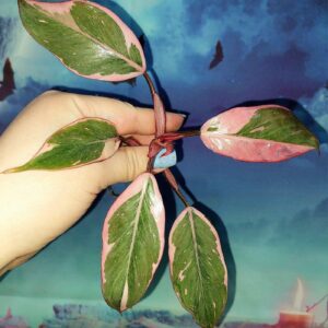 Philodendron Pink Princess Mutation