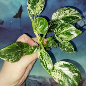 Philodendron Emerald Queen Marble