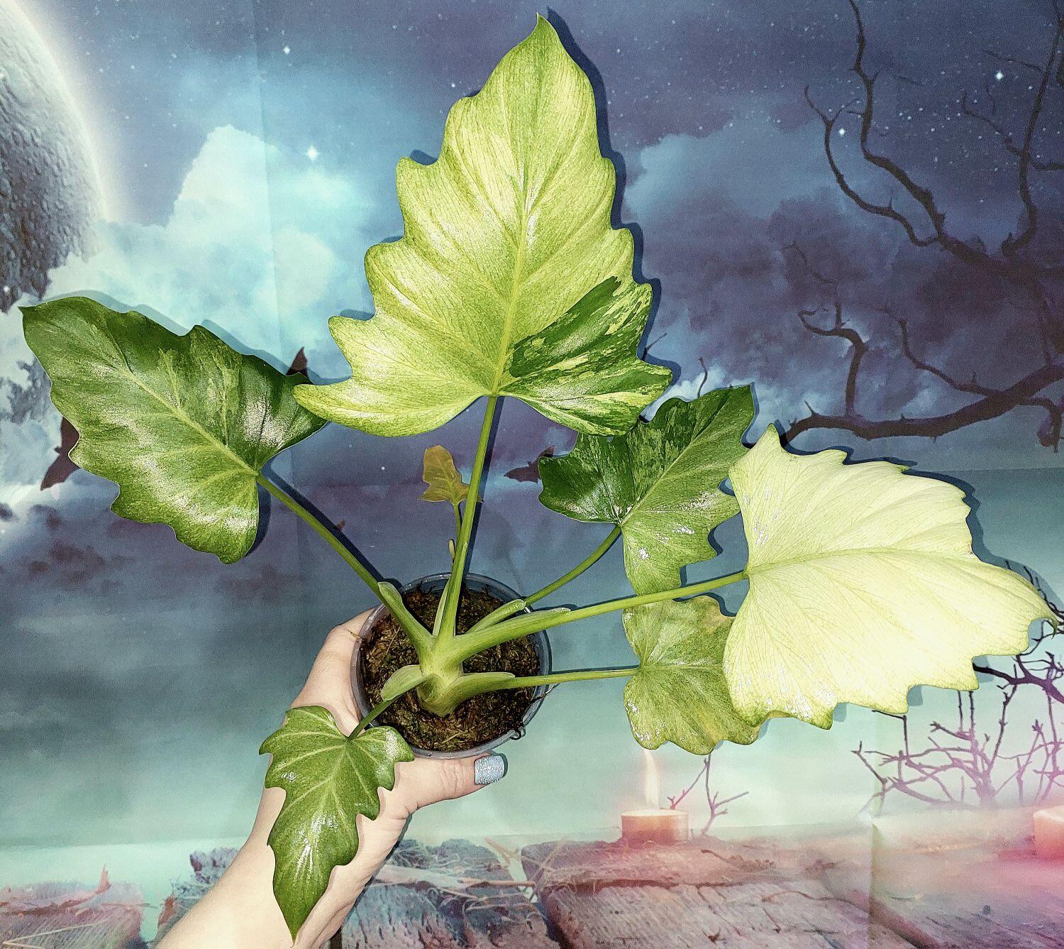 Philodendron Warszewiczii Variegated