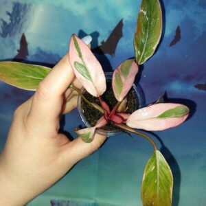 Philodendron Pink Princess Mutation