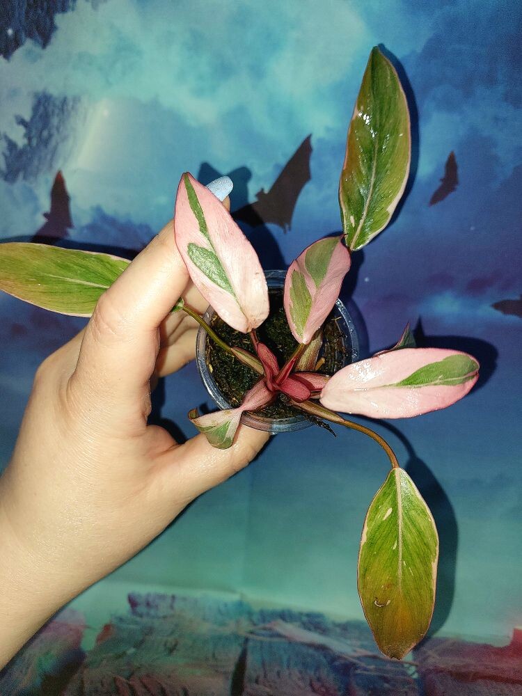 Philodendron Pink Princess Mutation