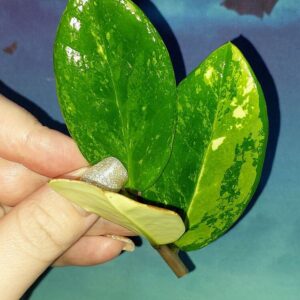 Zamioculcas Short Live Variegated