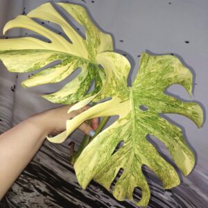 Monstera Legacy