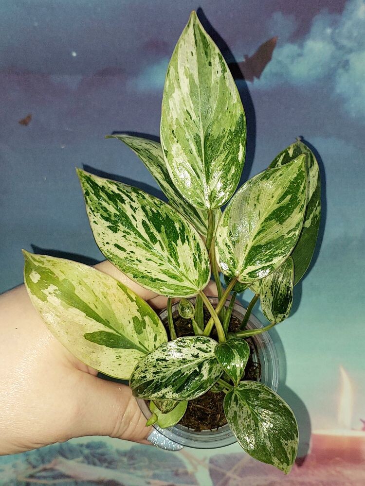 Philodendron Emerald Queen Marble