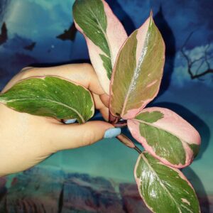 Philodendron Pink Princess Mutation