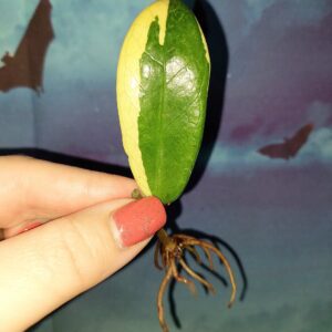 Zamioculcas Short Live Variegated