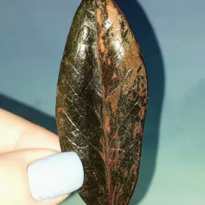 Zamioculcas Black Multicolors