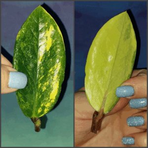 Zamioculcas Lemon