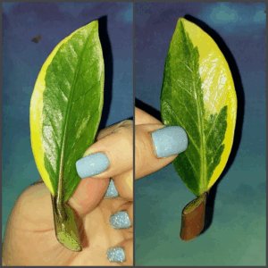 Zamioculcas Lemon