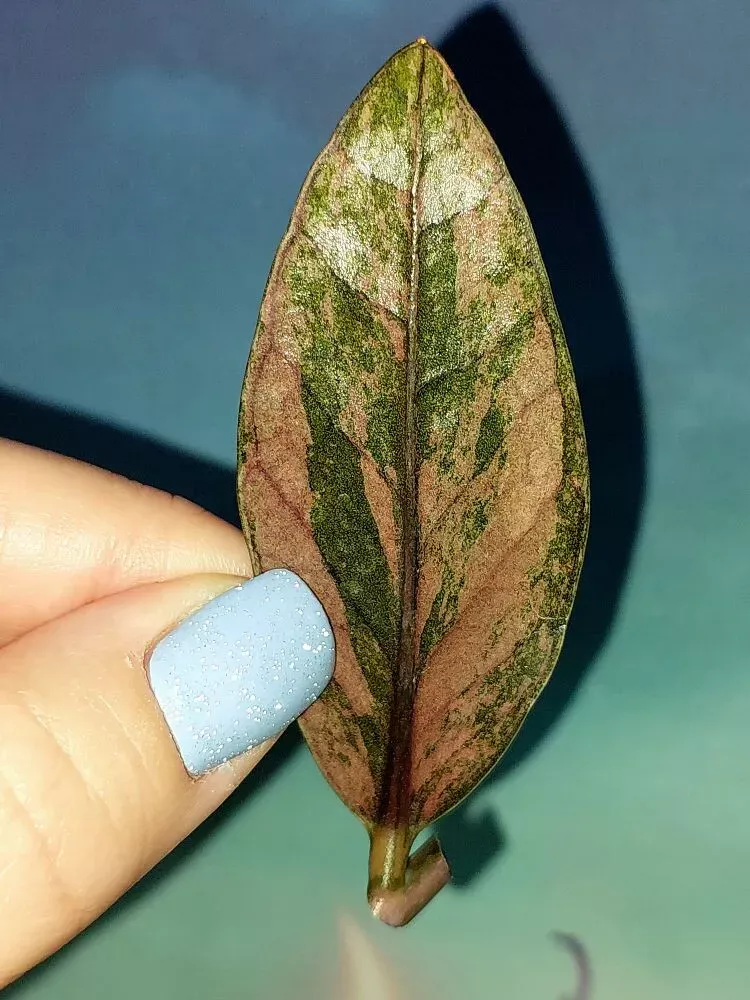 Zamioculcas Black Multicolors