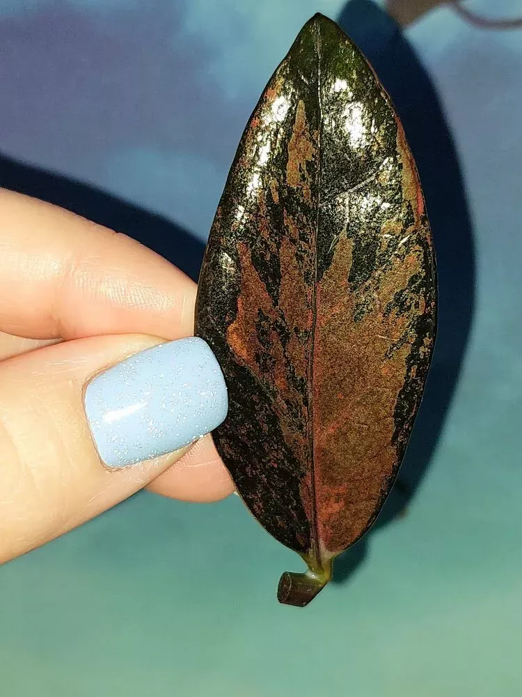 Zamioculcas Black Multicolors