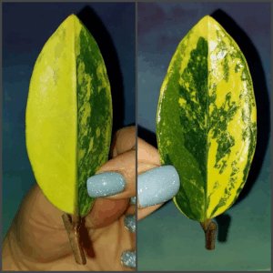 Zamioculcas Lemon