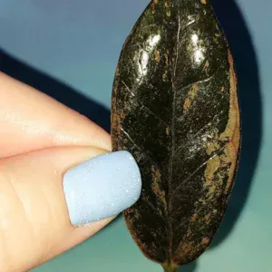 Zamioculcas Black Multicolors