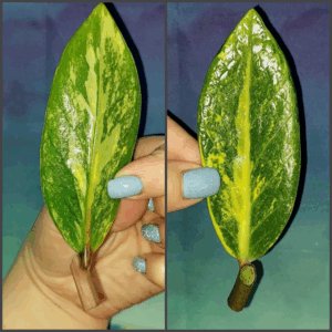 Zamioculcas Lemon
