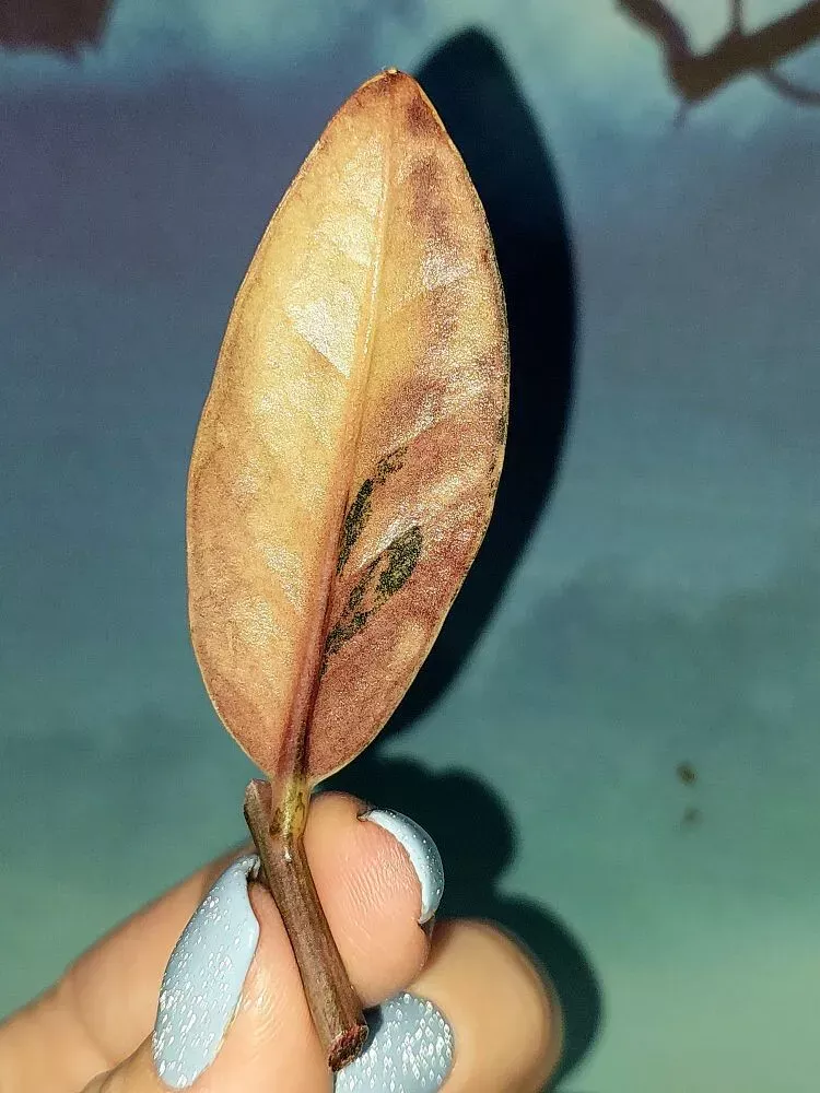 Zamioculcas Black Multicolors