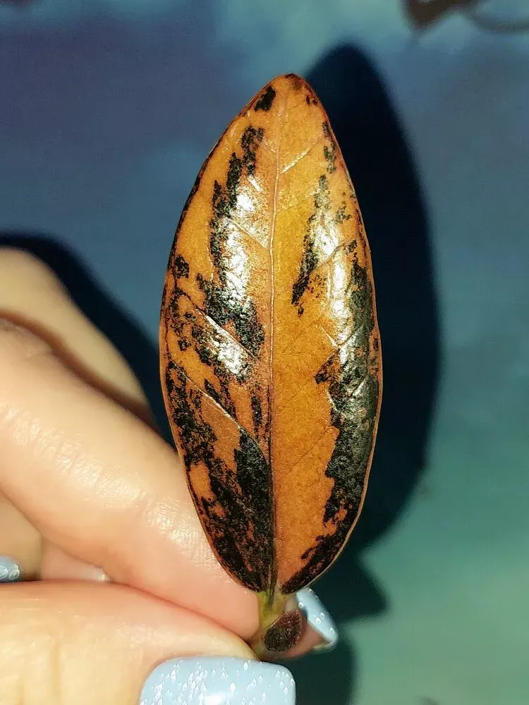 Zamioculcas Black Multicolors
