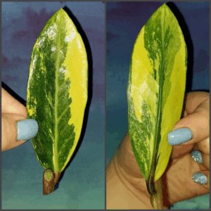 Zamioculcas Lemon