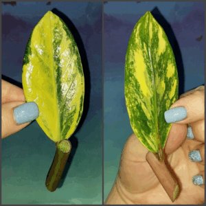 Zamioculcas Lemon
