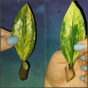 Zamioculcas Lemon