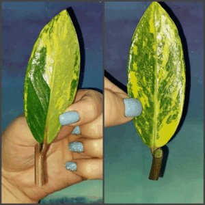 Zamioculcas Lemon