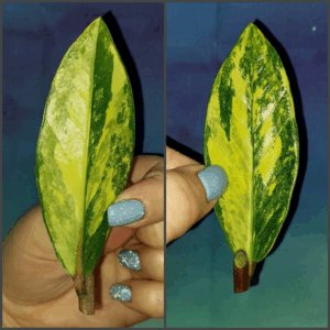 Zamioculcas Lemon