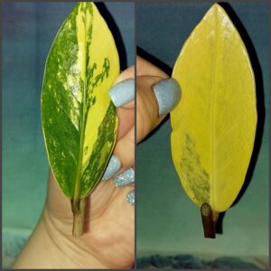 Zamioculcas Lemon