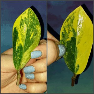 Zamioculcas Lemon