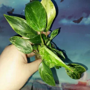 Philodendron Emerald Queen Marble