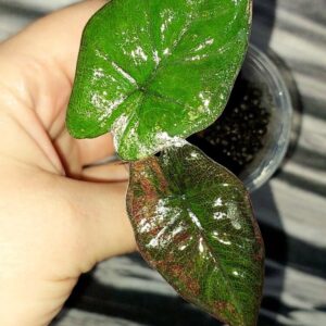Alocasia Plumbea Nigra Pink variegated