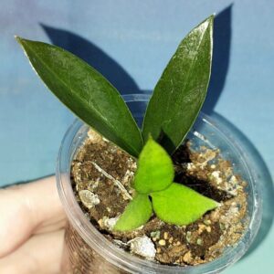 Zamioculcas Zamicro Dark