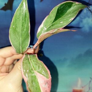 Philodendron Pink Princess Mutation