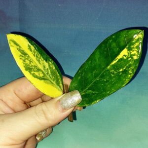 Zamioculcas Short Live Variegated