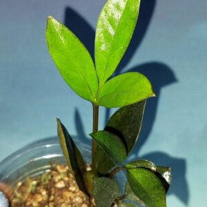 Zamioculcas Zamicro Dark