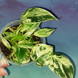 Philodendron Emerald Queen Marble