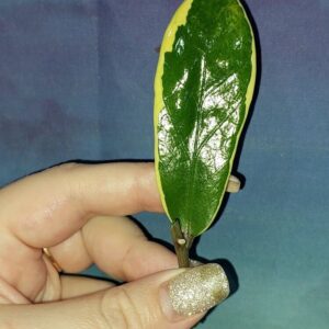 Zamioculcas Short Live Variegated