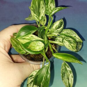 Philodendron Emerald Queen Marble