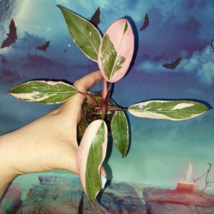Philodendron Pink Princess Mutation
