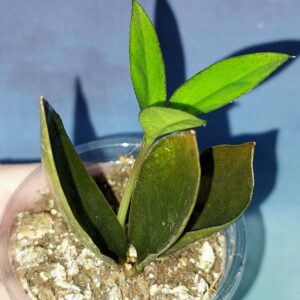 Zamioculcas Zamicro Dark