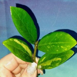 Zamioculcas Short Live Variegated
