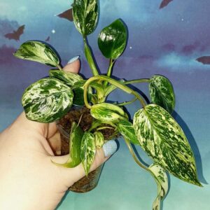 Philodendron Emerald Queen Marble