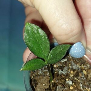 Zamioculcas Zamicro Dark