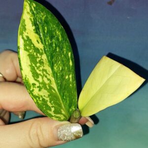Zamioculcas Short Live Variegated