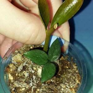 Zamioculcas Zamicro Dark