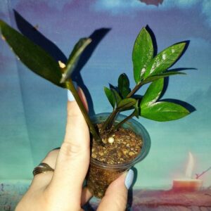 Zamioculcas Zamicro Dark