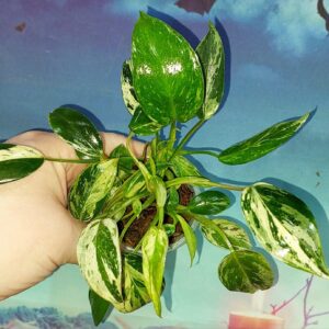 Philodendron Emerald Queen Marble