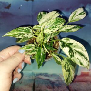 Philodendron Emerald Queen Marble
