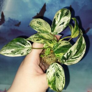 Philodendron Emerald Queen Marble