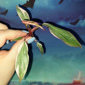 Philodendron Pink Princess Mutation