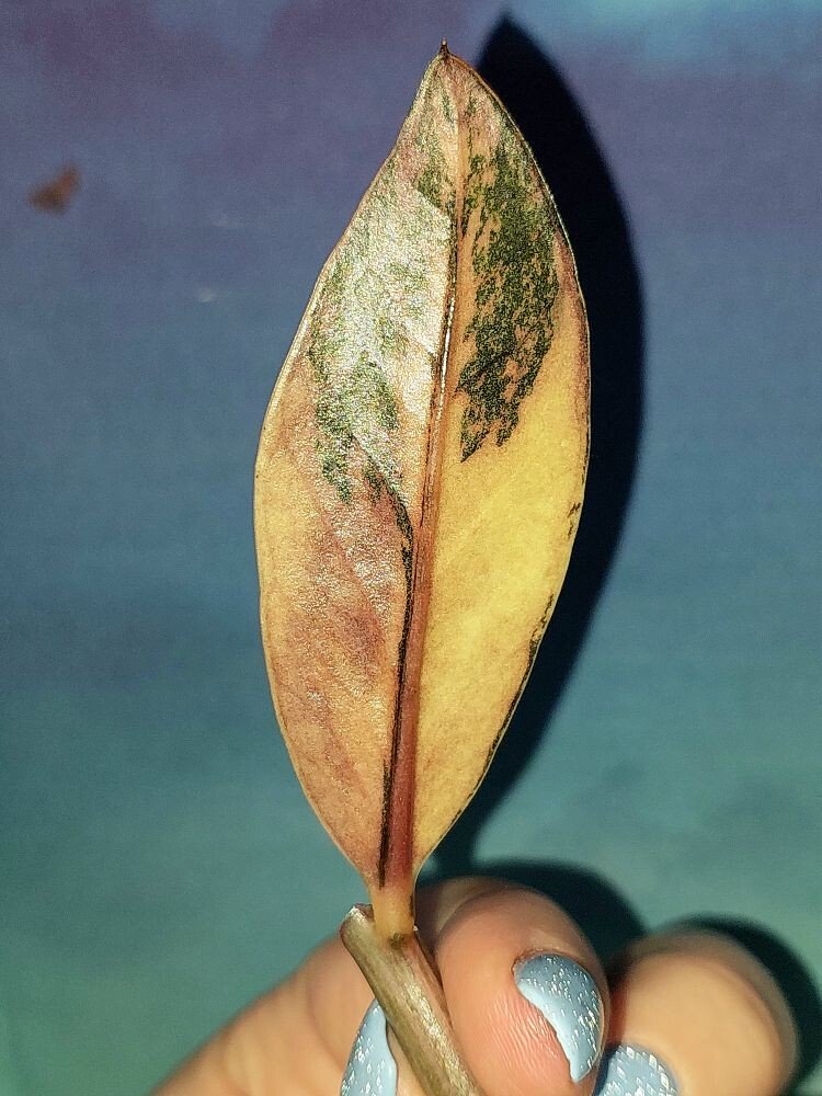 Zamioculcas Black Multicolors