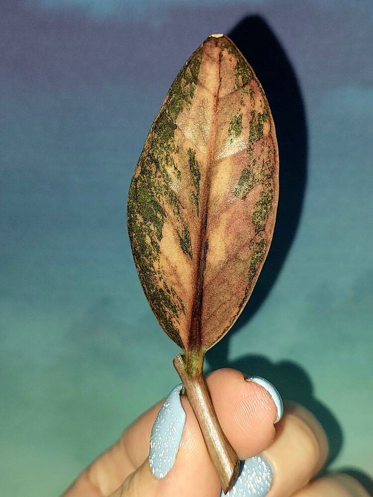 Zamioculcas Black Multicolors